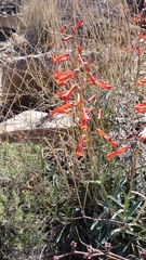 Penstemon subulatus