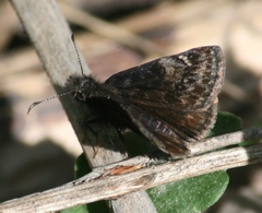 Erynnis lucilius