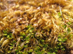 Actinotus novae-zelandiae