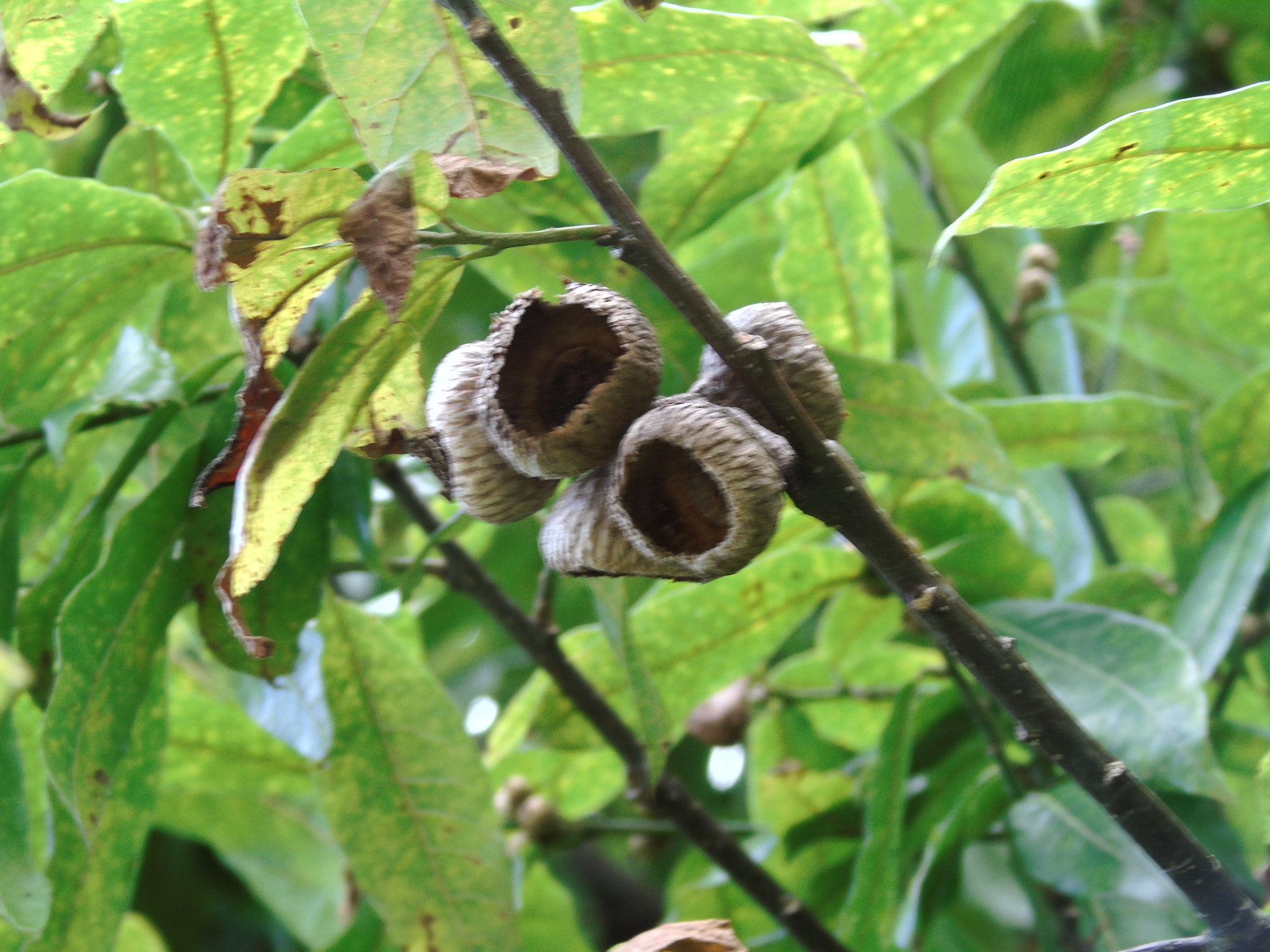 Quercus humboldtii Bonpl.