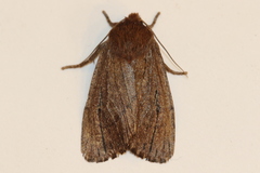 Ufeus satyricus