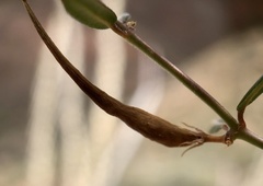 Metastelma arizonicum