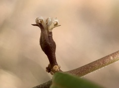 Metastelma arizonicum