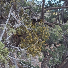 Phoradendron capitellatum
