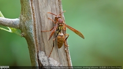 Polistes japonicus
