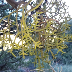 Phoradendron capitellatum