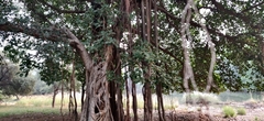 Ficus benghalensis