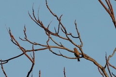 Haemorhous mexicanus