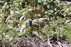 Zonotrichia leucophrys