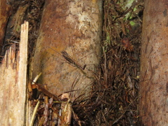 Ploiaria antipodum