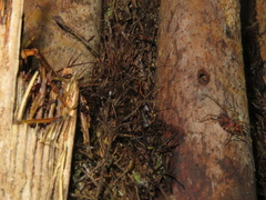 Ploiaria antipodum
