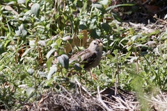Zonotrichia leucophrys