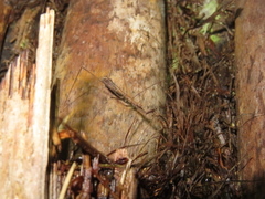Ploiaria antipodum