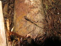 Ploiaria antipodum