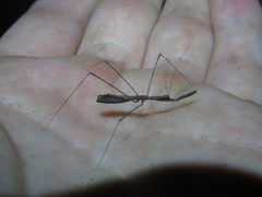 Ploiaria antipodum