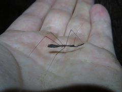 Ploiaria antipodum