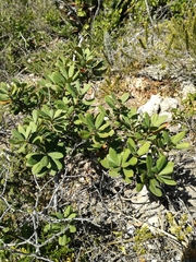 Diospyros pallens