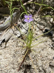 Byblis liniflora