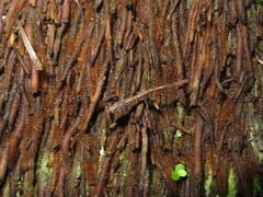 Ploiaria antipodum