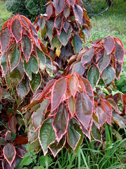 Acalypha wilkesiana