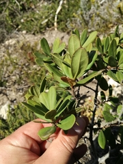 Diospyros pallens