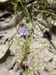 Byblis liniflora