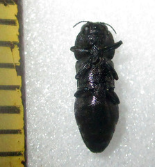 Discoderoides immunitus