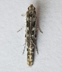 Batrachedra praeangusta