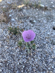 Eremalche parryi kernensis