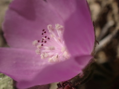 Eremalche parryi kernensis