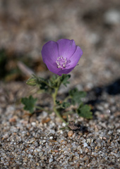 Eremalche parryi kernensis