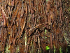 Ploiaria antipodum