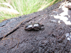 Lissapterus pelorides