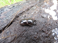 Lissapterus pelorides