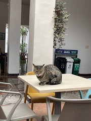Felis catus