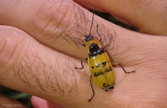 Chauliognathus missionum