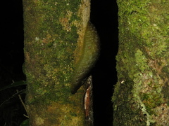 Athoracophorus papillatus