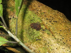 Syrphetodes marginatus