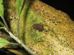 Syrphetodes marginatus