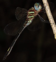 Brechmorhoga praecox
