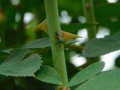 Cosmophasis valerieae