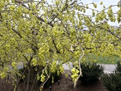 Corylopsis spicata