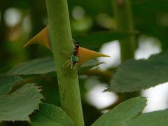 Cosmophasis valerieae
