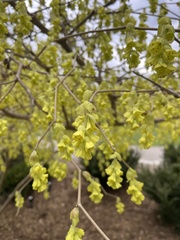 Corylopsis spicata