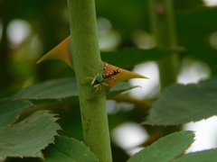 Cosmophasis valerieae