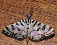 Conchylodes platinalis