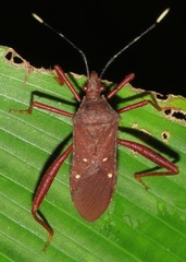 Leptoscelis quadrisignatus