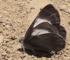 Corrachia leucoplaga