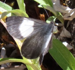 Corrachia leucoplaga