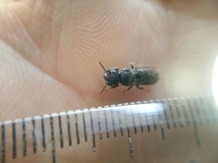 Megachile ignita